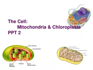 The Cell:  	Mitochondria &amp; Chloroplasts PPT 2