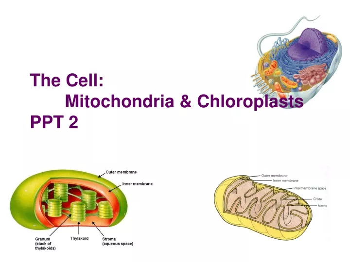 the cell mitochondria chloroplasts ppt 2