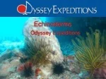 Echinoderms - slide 1