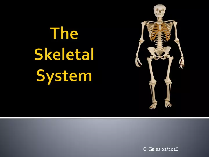 Ppt The Skeletal System Powerpoint Presentation Free Download Id9475717 4834