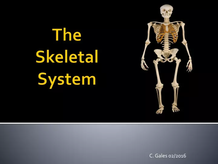 Ppt The Skeletal System Powerpoint Presentation Free Download Id9475717 9527