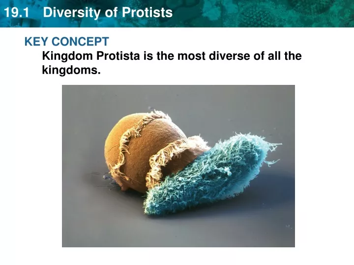 key concept kingdom protista is the most diverse