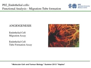 ANGIOGENESIS Endothelial Cell Migration Assay Endothelial Cell Tube Formation Assay