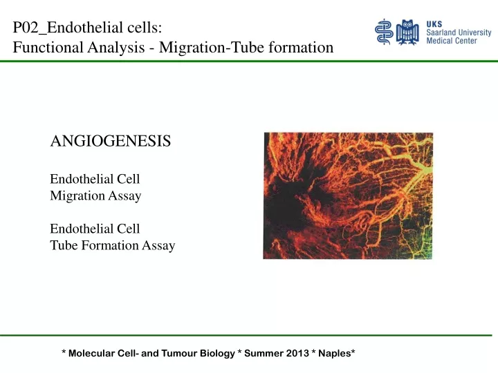 p02 endothelial cells functional analysis