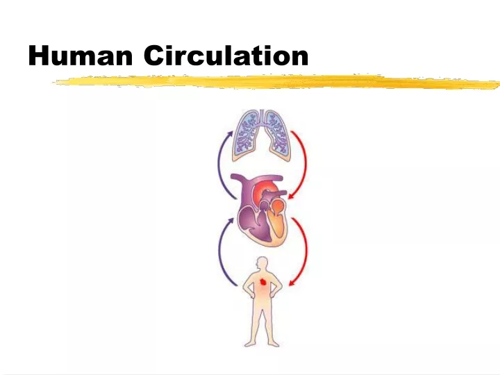 human circulation