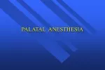 PALATAL  ANESTHESIA - slide 1
