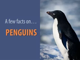 A few facts on… PENGUINS
