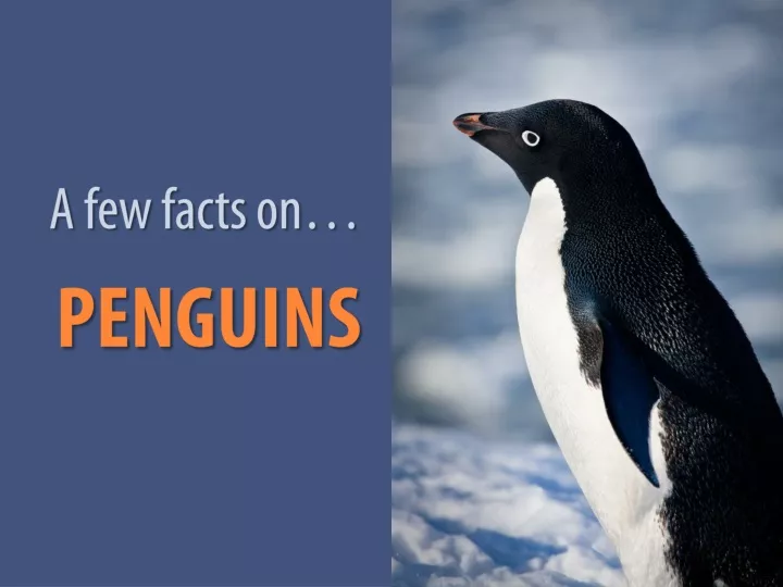 a few facts on penguins