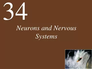 Neurons and Nervous Systems