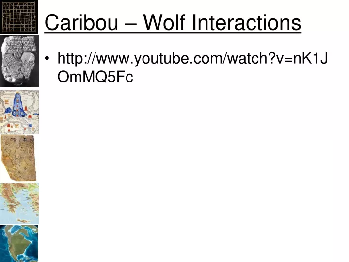 caribou wolf interactions