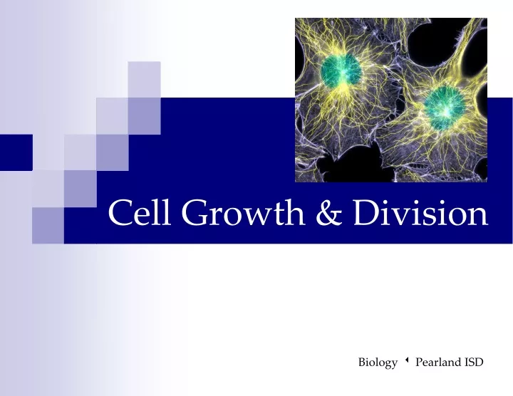 cell growth division