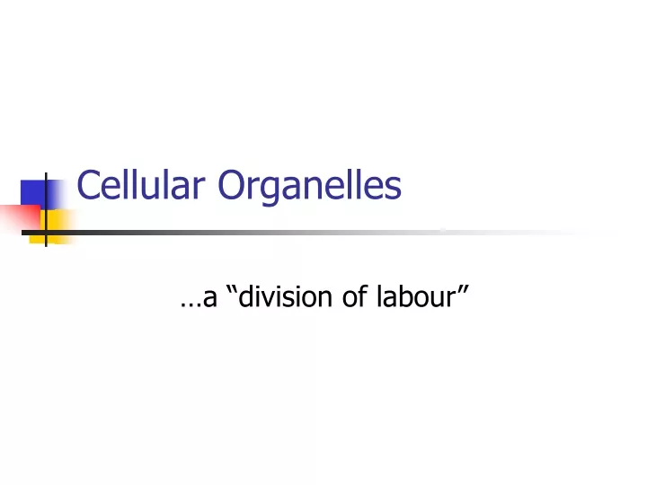 cellular organelles