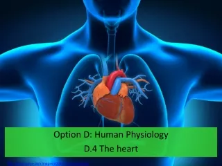 Option D: Human Physiology D.4 The heart