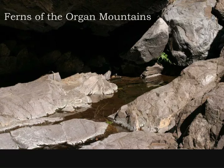 ferns of the organ mountains