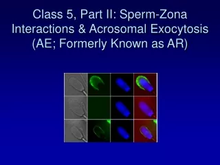 Class 5, Part II: Sperm-Zona Interactions &amp; Acrosomal Exocytosis (AE; Formerly Known as AR)