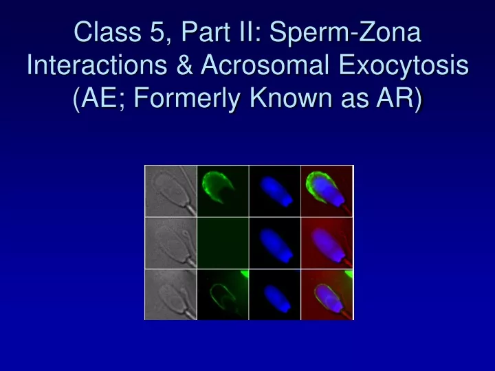 class 5 part ii sperm zona interactions acrosomal exocytosis ae formerly known as ar