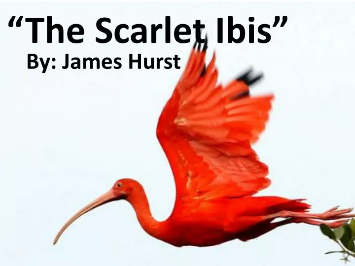 the scarlet ibis