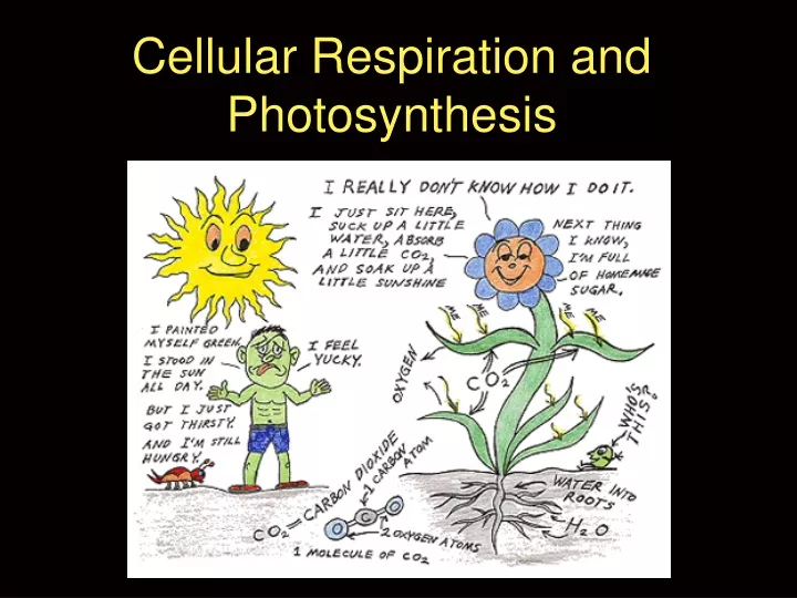 cellular respiration and photosynthesis