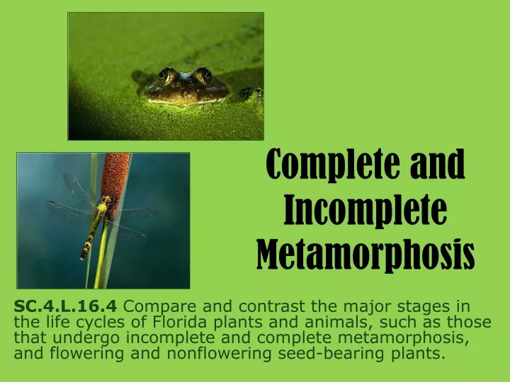 complete and incomplete metamorphosis