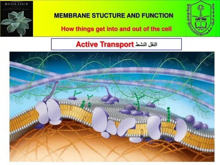 membrane stucture and function