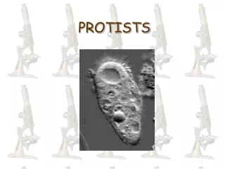 PROTISTS