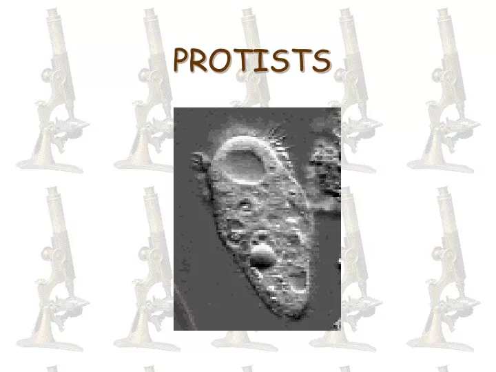 protists