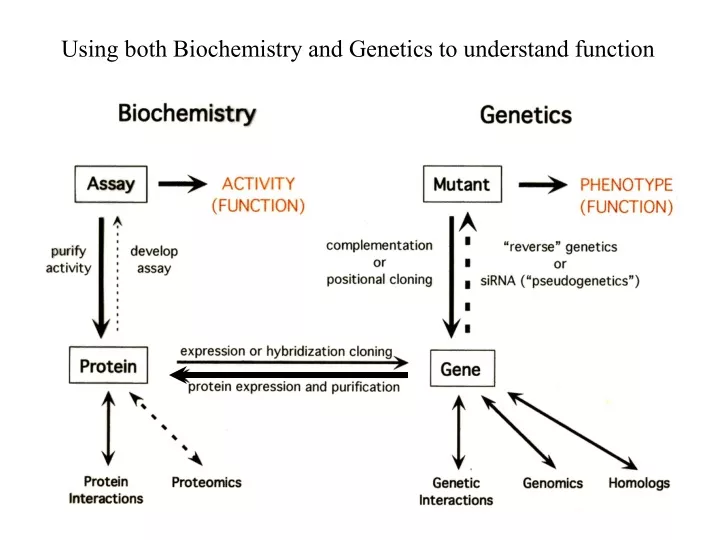 using both biochemistry and genetics
