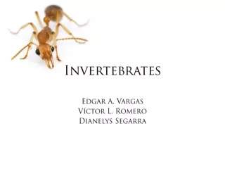 Invertebrates