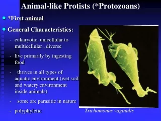 Animal-like Protists (*Protozoans)