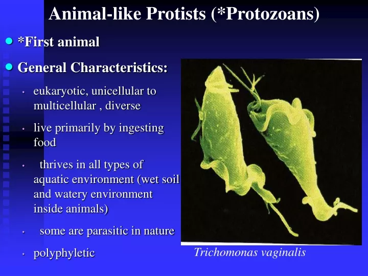 animal like protists protozoans