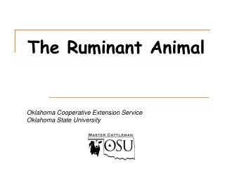 The Ruminant Animal