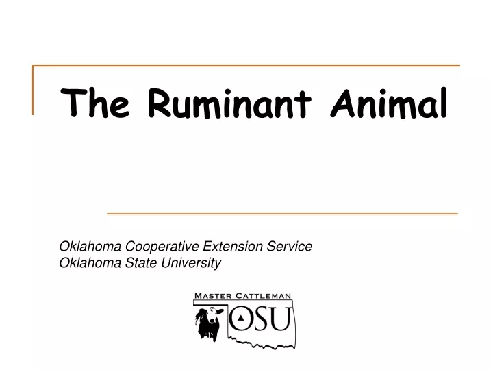 the ruminant animal