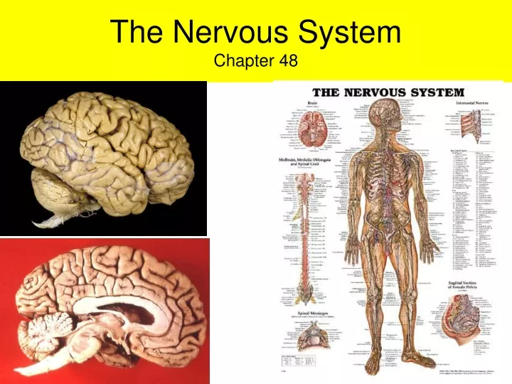 the nervous system chapter 48