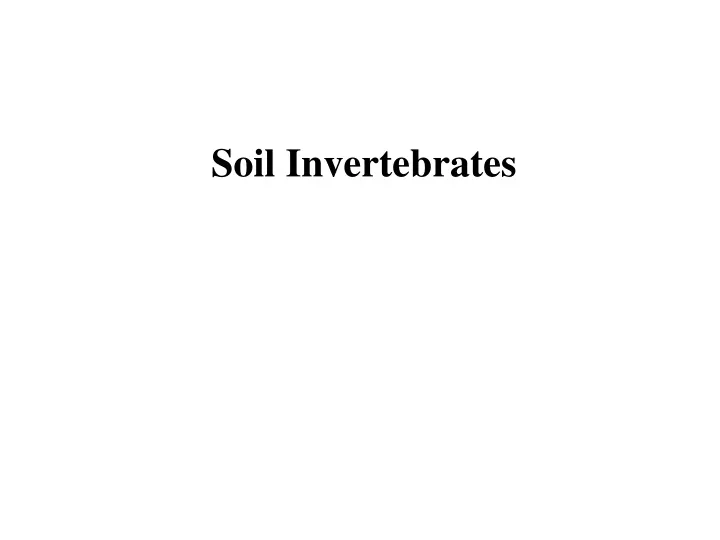 soil invertebrates