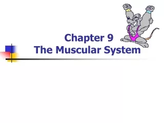 Chapter 9 The Muscular System