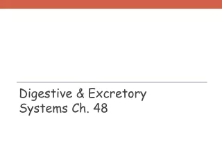 Digestive &amp; Excretory Systems Ch. 48