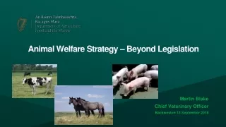 Animal Welfare Strategy – Beyond Legislation