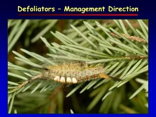 Defoliators – Management Direction
