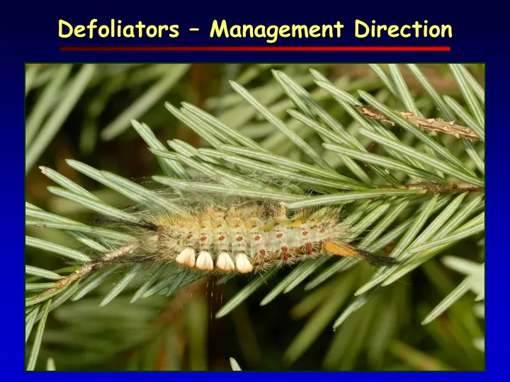 defoliators management direction