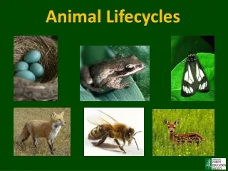 Animal Lifecycles