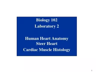 Biology 102 Laboratory 2 Human Heart Anatomy Steer Heart Cardiac Muscle Histology