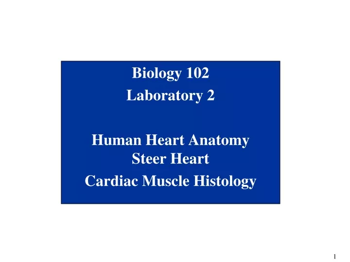 biology 102 laboratory 2 human heart anatomy steer heart cardiac muscle histology