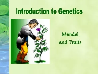 Mendel  and Traits