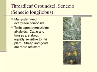 Threadleaf Groundsel, Senecio (Senecio longilobus)