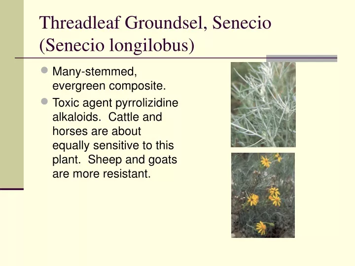 threadleaf groundsel senecio senecio longilobus