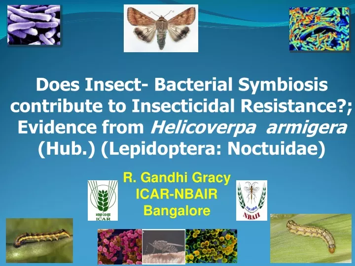 does insect bacterial symbiosis contribute