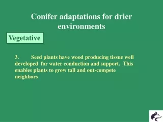 Conifer adaptations for drier environments