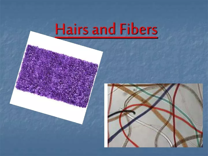 hairs and fibers