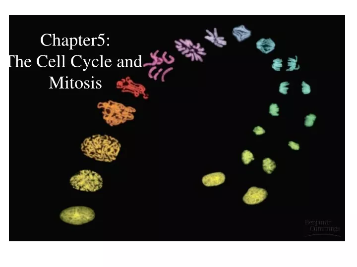 chapter5 the cell cycle and mitosis