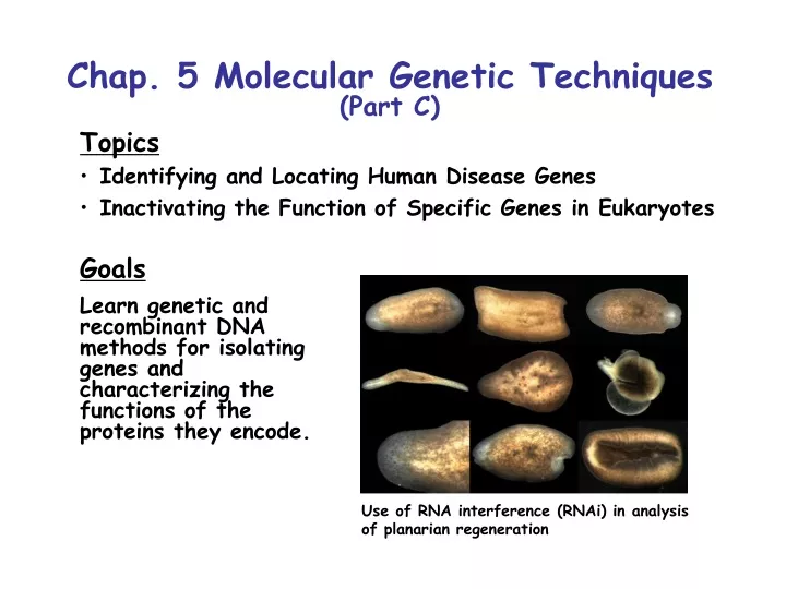 chap 5 molecular genetic techniques part c